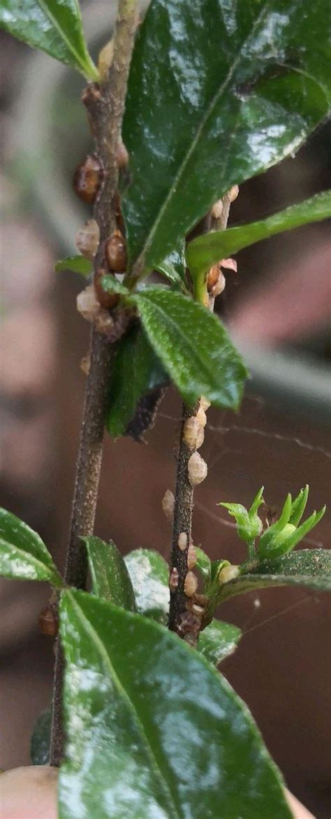 桂花介殼蟲|開春桂花樹枝爬滿「介殼蟲」，怎麼辦？養花達人說，。